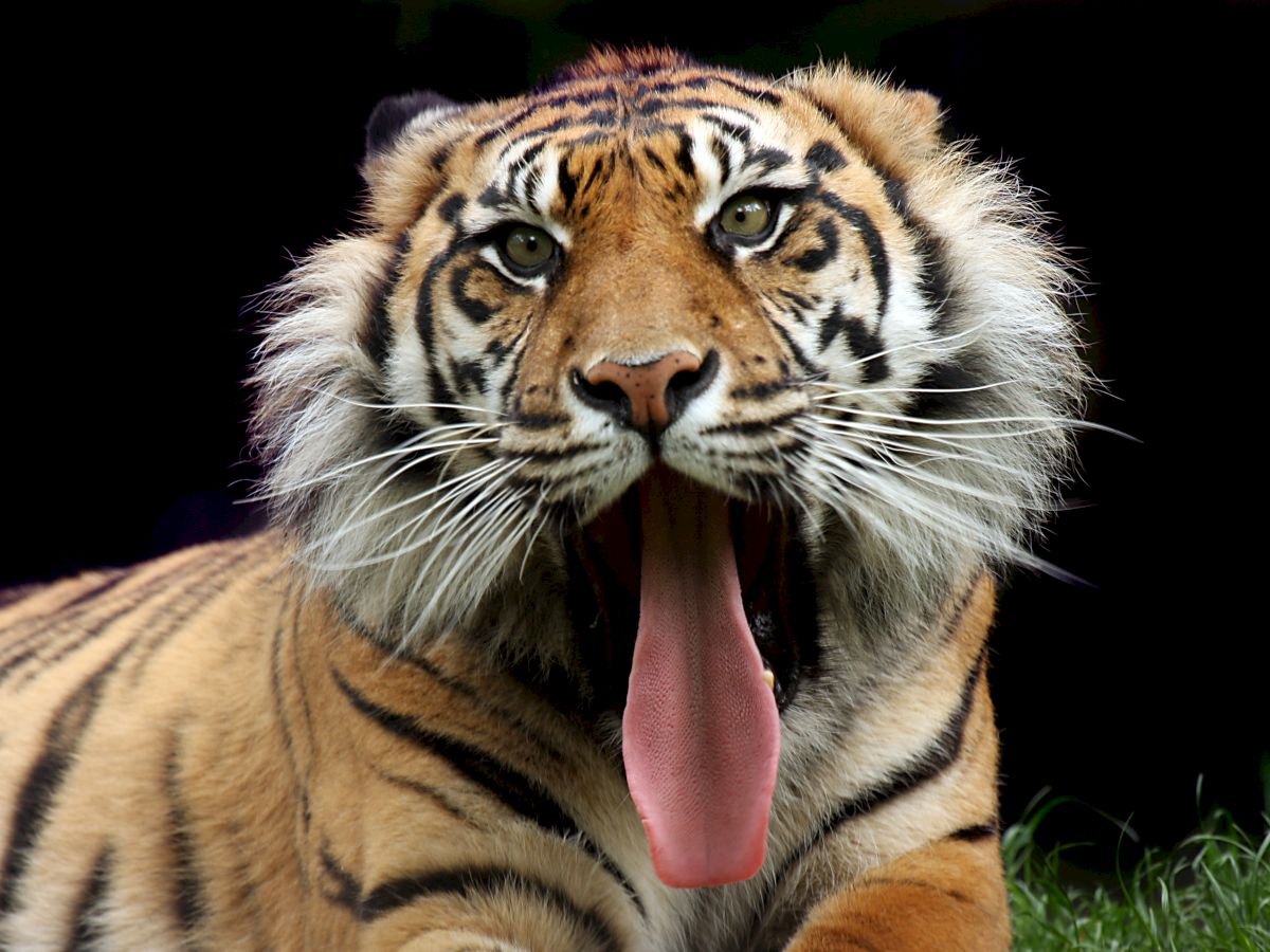 The image shows a tiger with its mouth open wide, displaying its large tongue, sitting on green grass with a dark background.