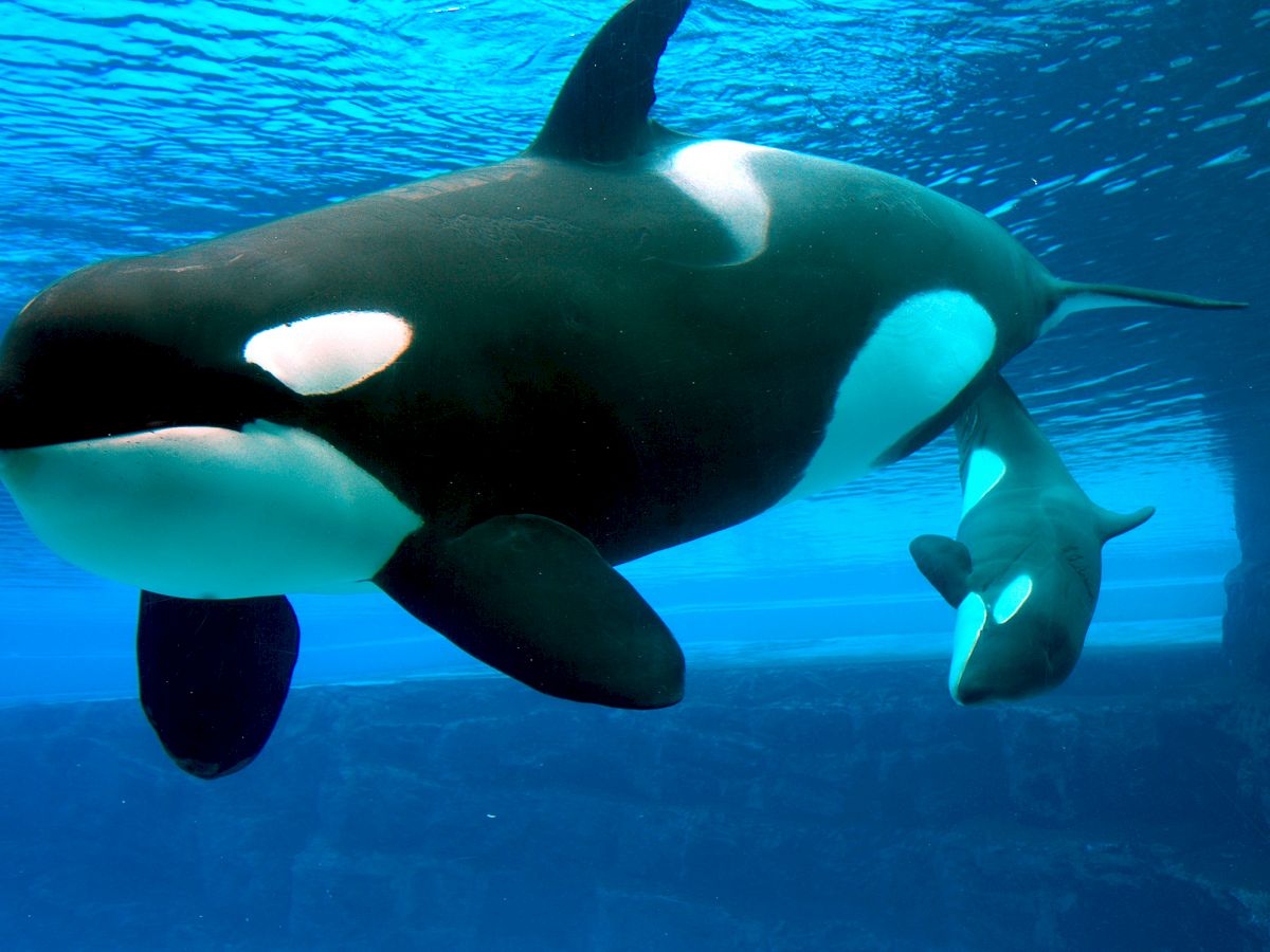 A large killer whale and a smaller killer whale are swimming underwater. The water is clear, allowing a good view of the whales in their aquatic habitat.