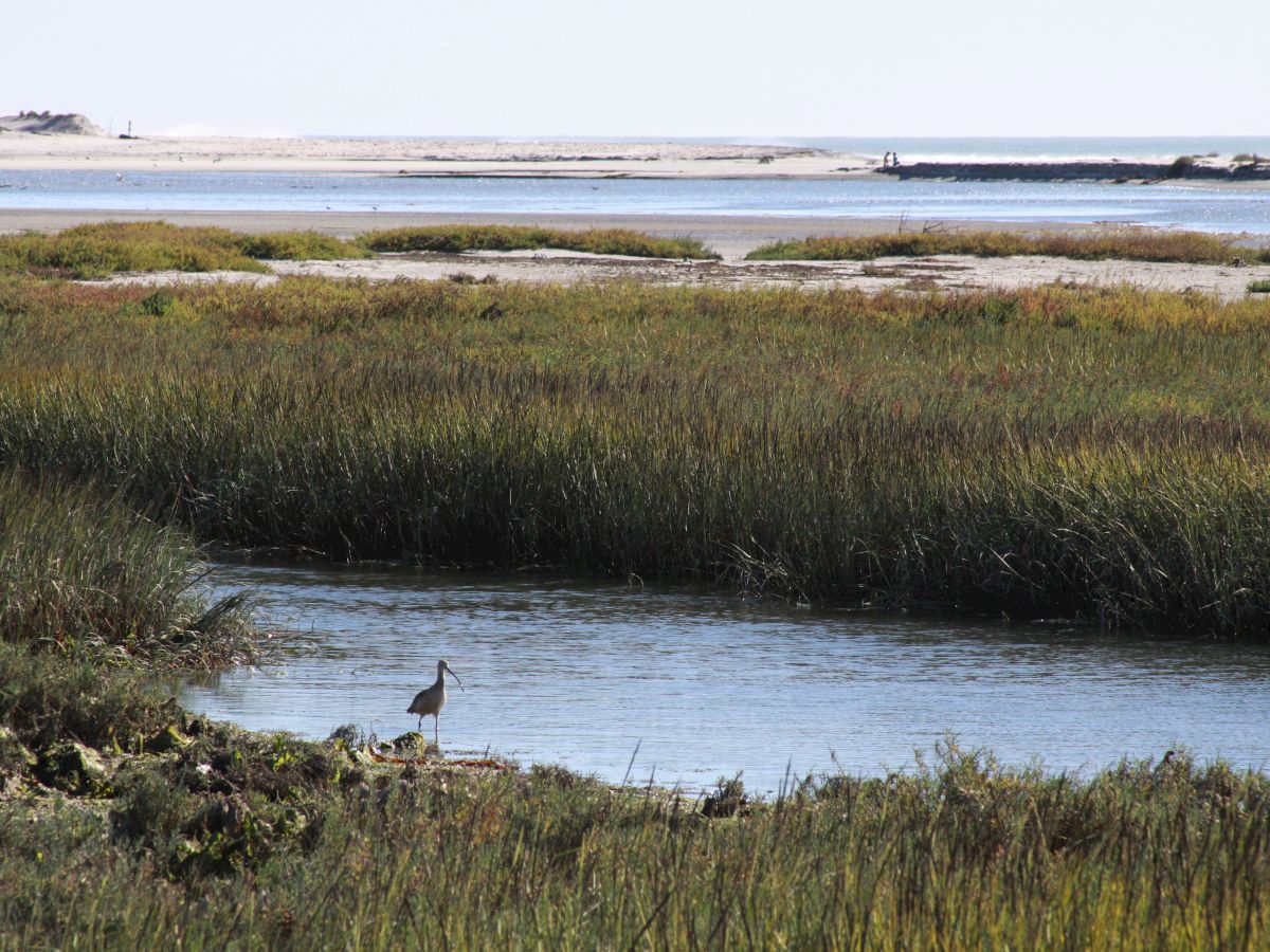 A bird stands near the edge of a calm body of water surrounded by grassy wetlands, with a distant view of sandy shores and blue sky in the background.